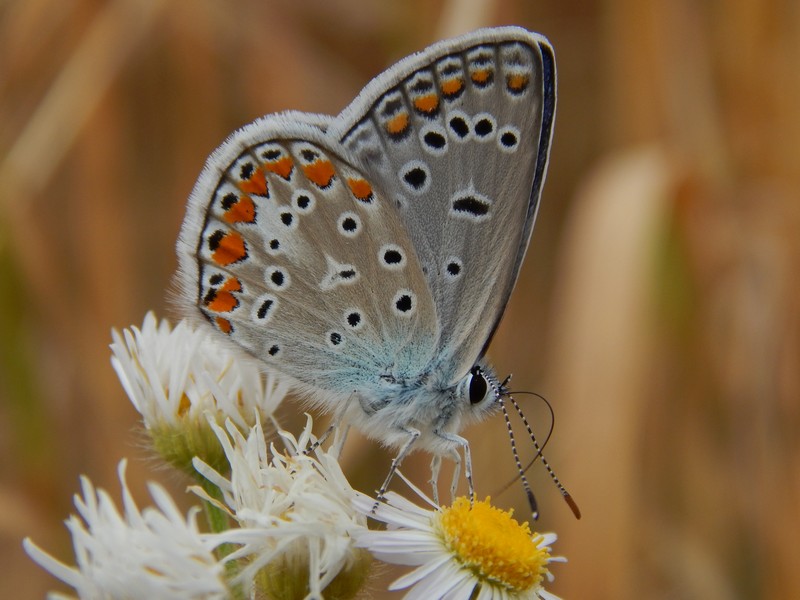 Lycaenidae da identificare/confermare